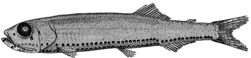 Vinciguerria nimbaria_claves_bis.jpg